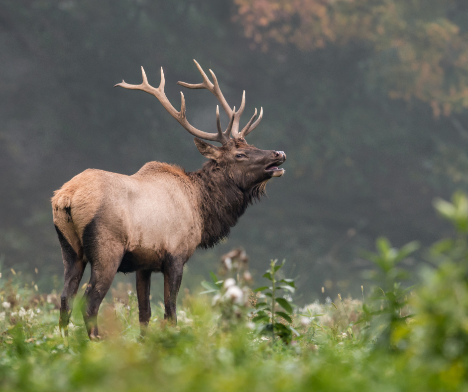 The Ultimate Guide to Big Game Elk Hunting