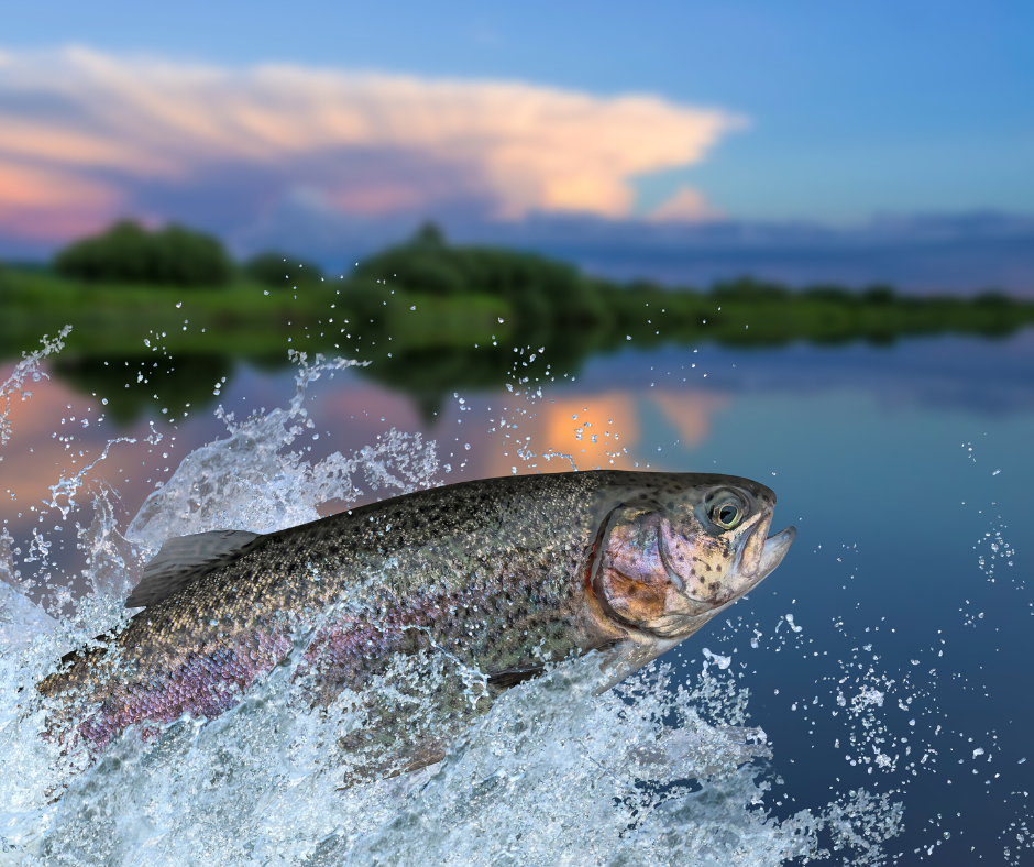 Best U.S. Destinations for Rainbow Trout Fishing