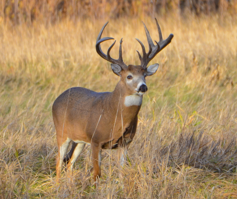 Ultimate Guide to Texas Deer Hunting