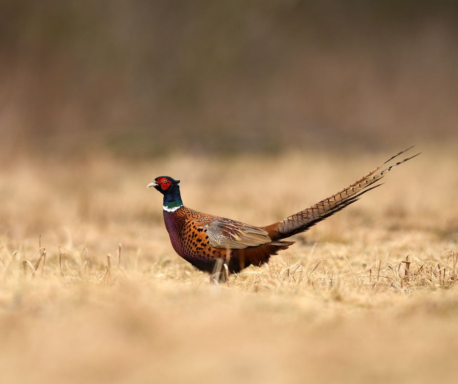 Tips for Hunting Pheasants