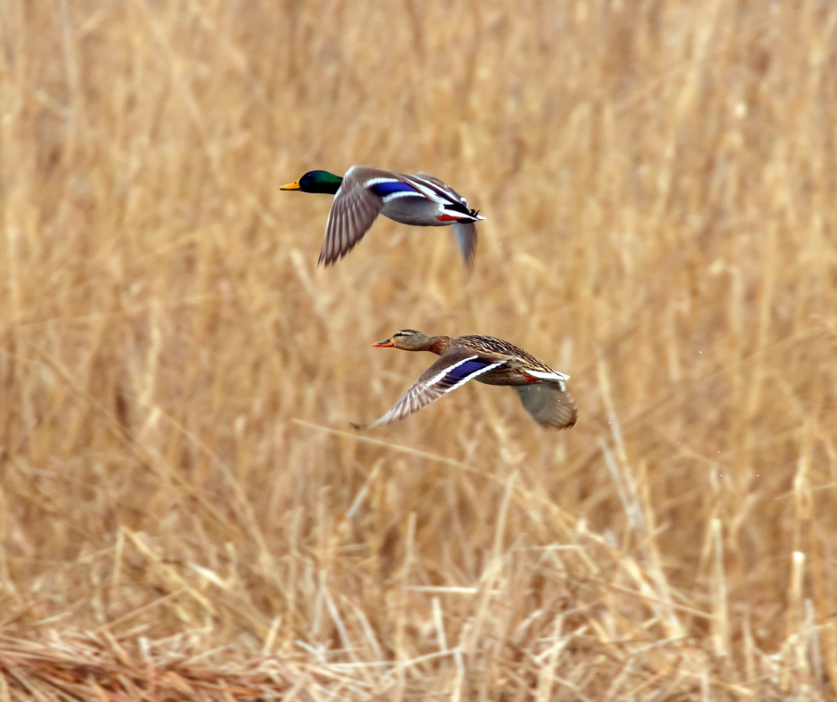 Top Bird Hunting Destinations in the U.S.